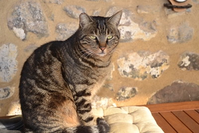 about13 image