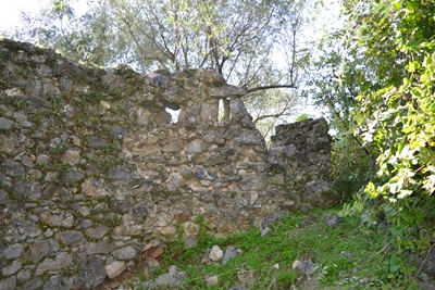 verga2 image