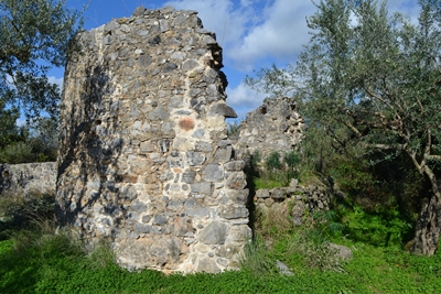 verga6 image