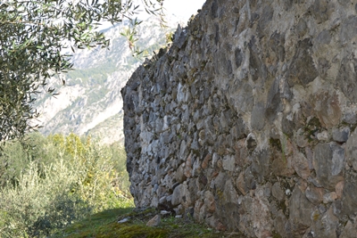 verga7 image